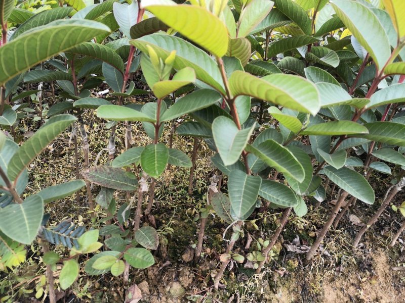珍珠番石榴苗，正品嫁接四季结果珍珠番石榴苗