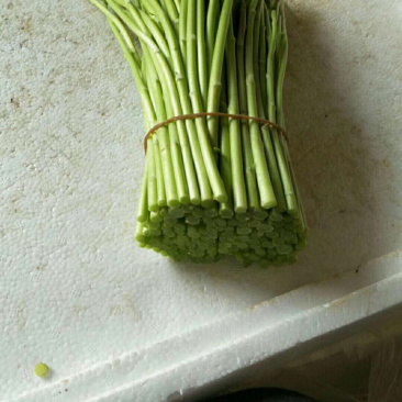 精品云南芦蒿