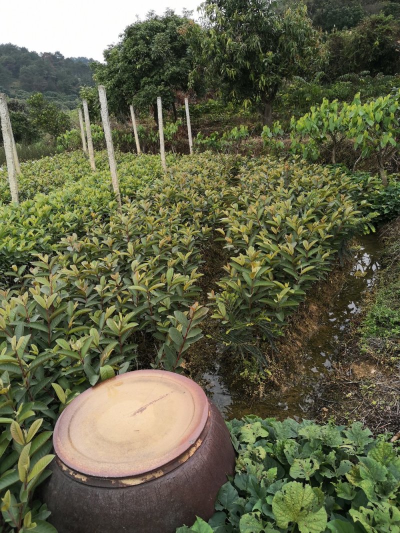 番石榴苗红心芭乐番石榴苗，正品嫁接红心芭乐番石榴苗