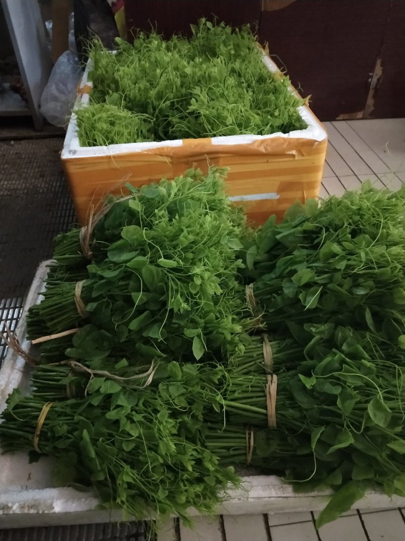 赤苍藤苗（姑娘菜苗），种植前景好，效益高