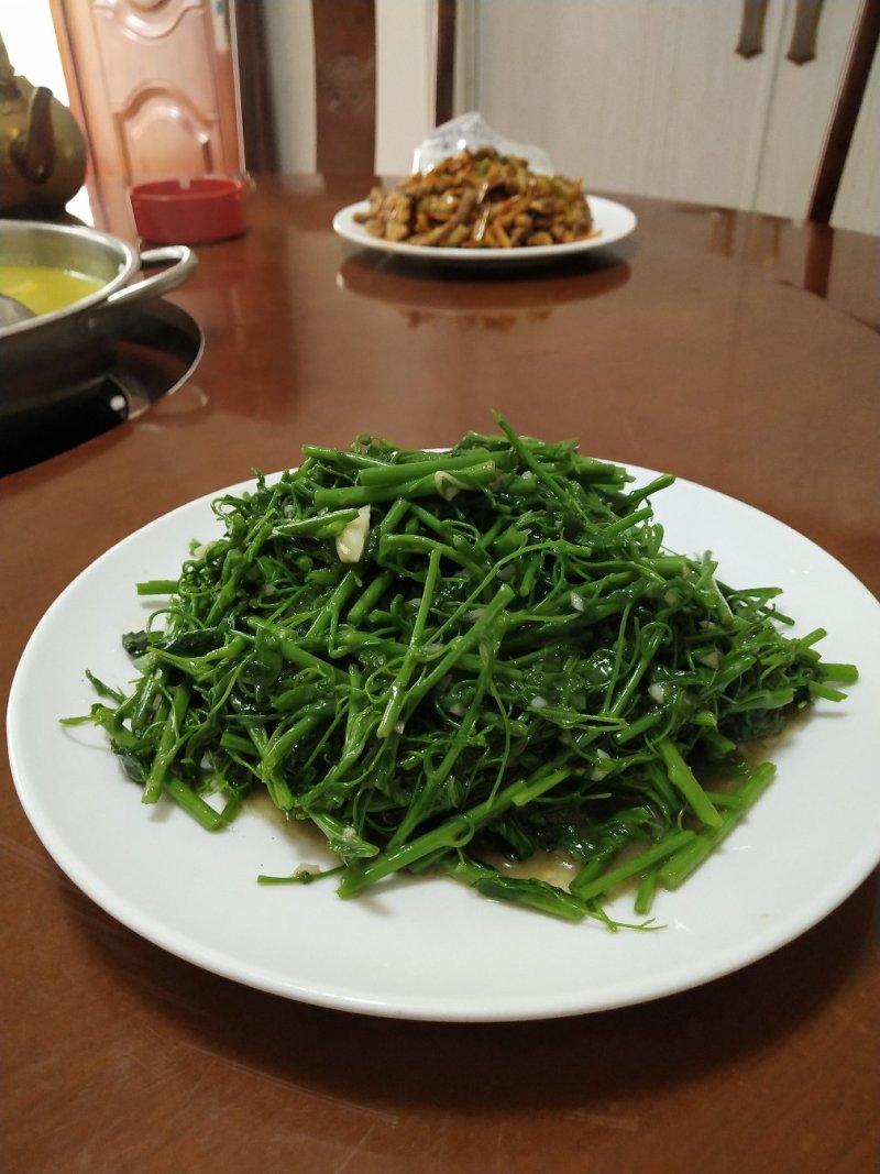 赤苍藤苗（姑娘菜苗），种植前景好，效益高