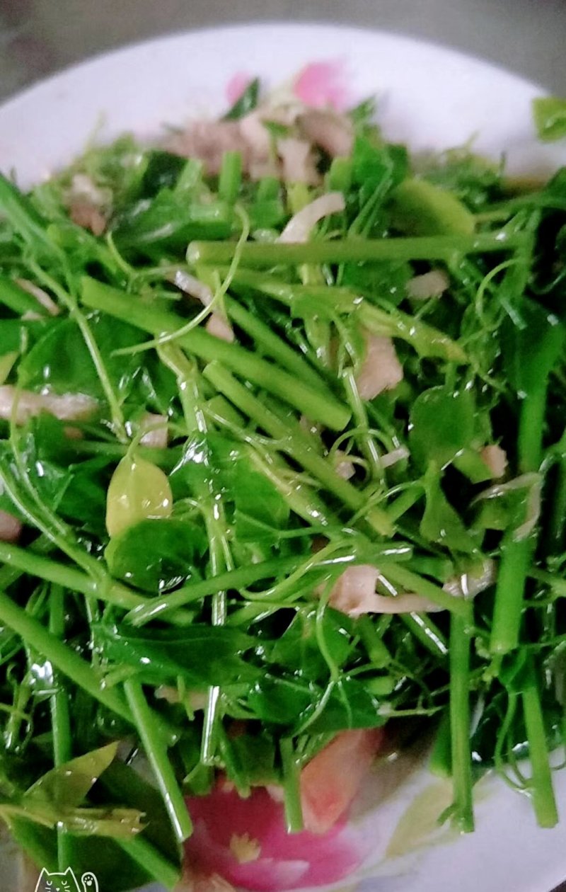 赤苍藤苗（姑娘菜苗），种植前景好，效益高