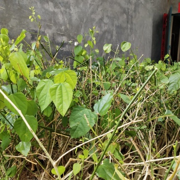 赤苍藤苗（姑娘菜苗），种植前景好，效益高