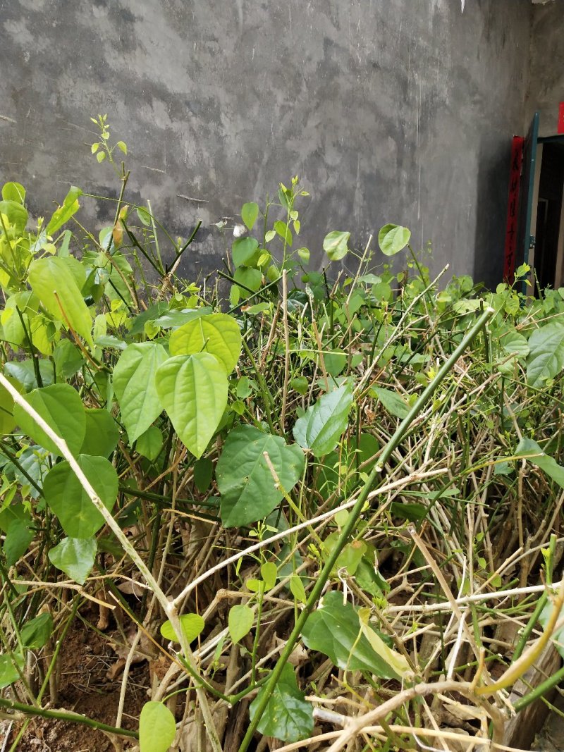 赤苍藤苗（姑娘菜苗），种植前景好，效益高