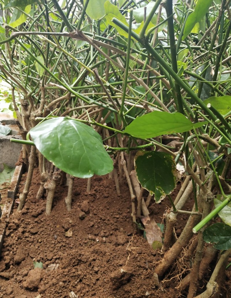 赤苍藤苗（姑娘菜苗），种植前景好，效益高