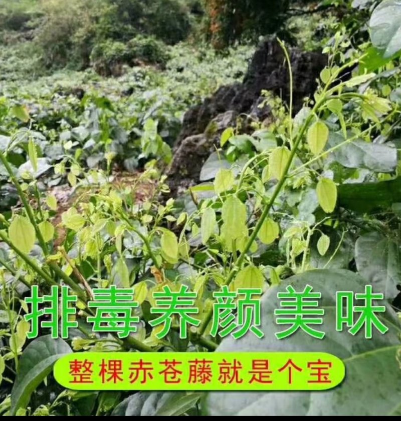 赤苍藤苗（姑娘菜苗），种植前景好，效益高