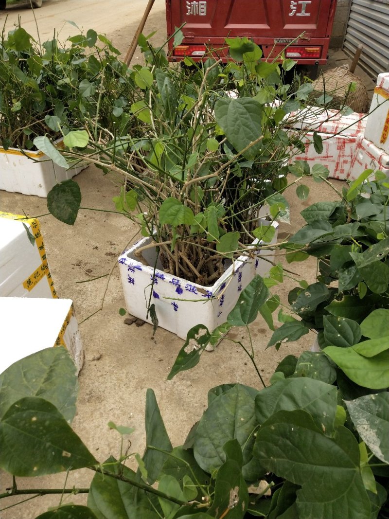 赤苍藤苗（姑娘菜苗），种植前景好，效益高