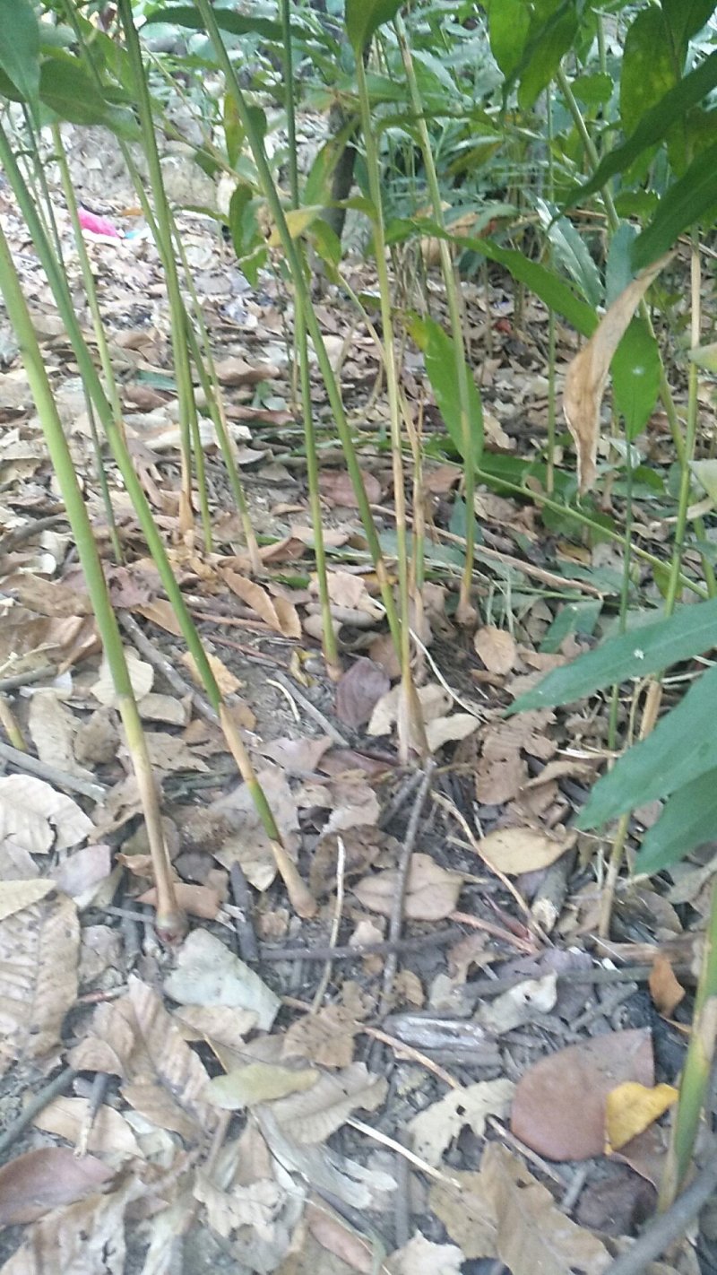 出售纯正优质阳春特产春砂仁苗I至2年苗，