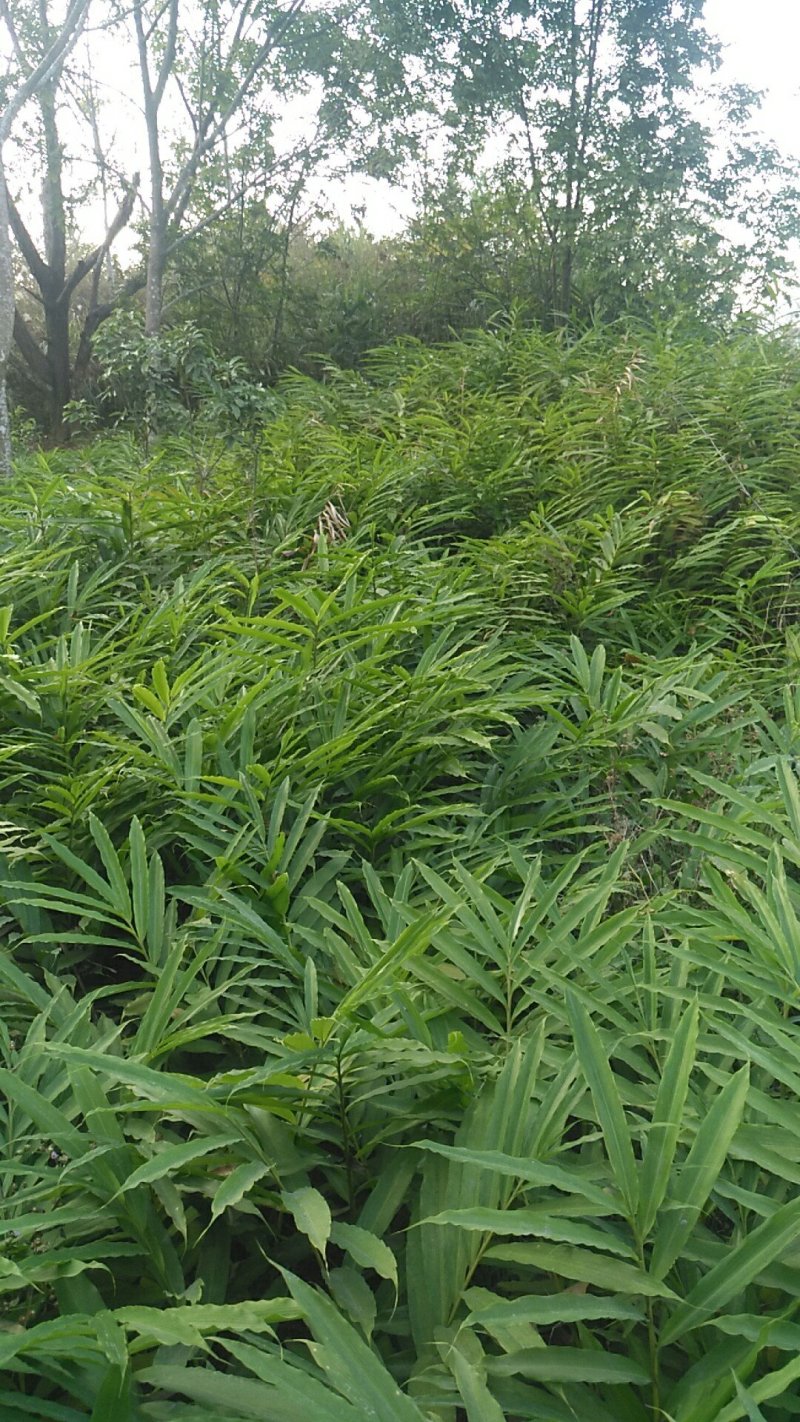 出售纯正优质阳春特产春砂仁苗I至2年苗，