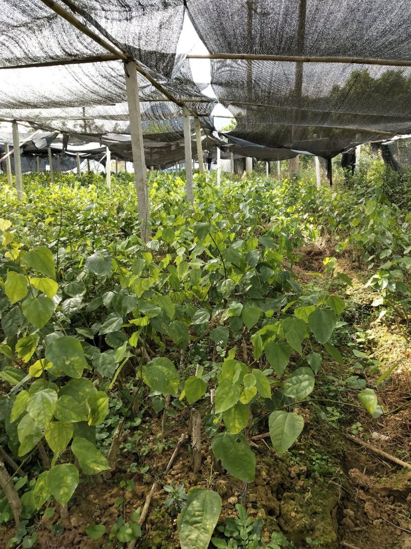 赤苍藤苗（姑娘菜苗），种植前景好，效益高