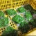 树仔菜鲜芽（天绿香），产地直供