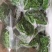 树仔菜鲜芽（天绿香），产地直供
