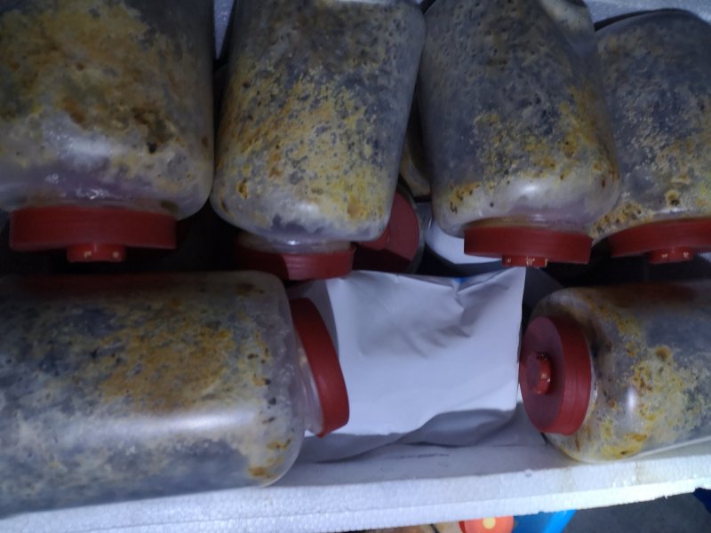 羊肚菌二级原种，小麦主料，高温灭菌，无菌操作，适温培养，