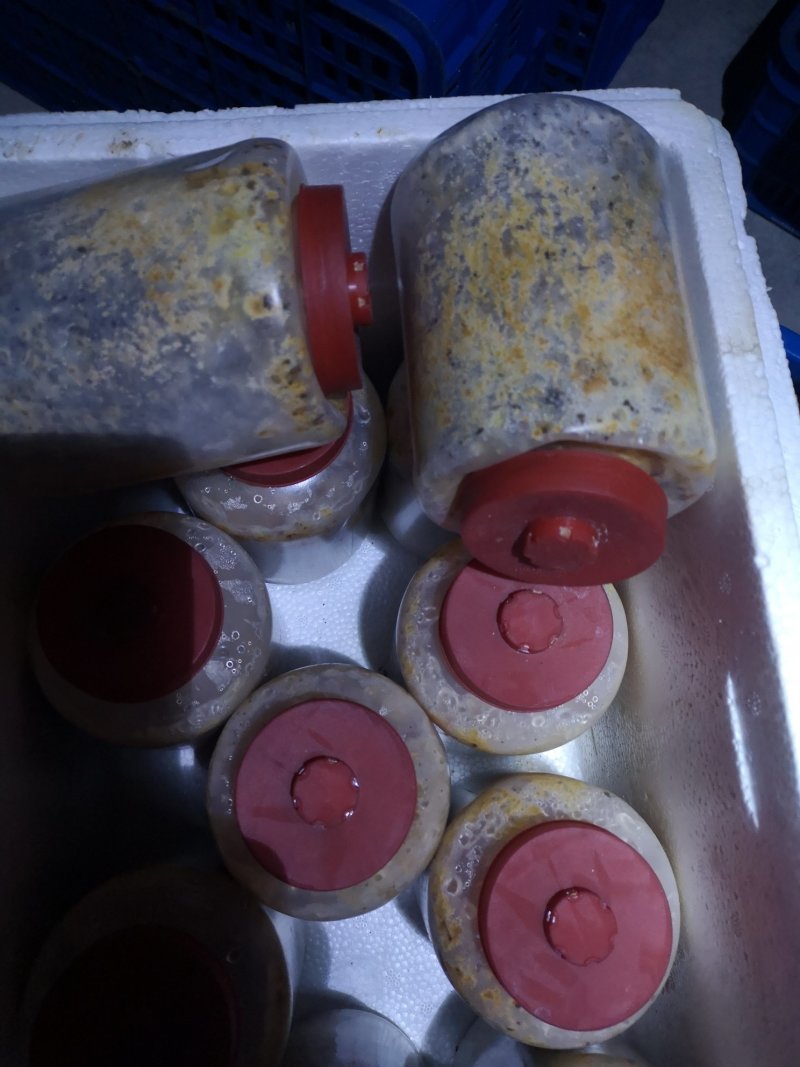 羊肚菌二级原种，小麦主料，高温灭菌，无菌操作，适温培养，