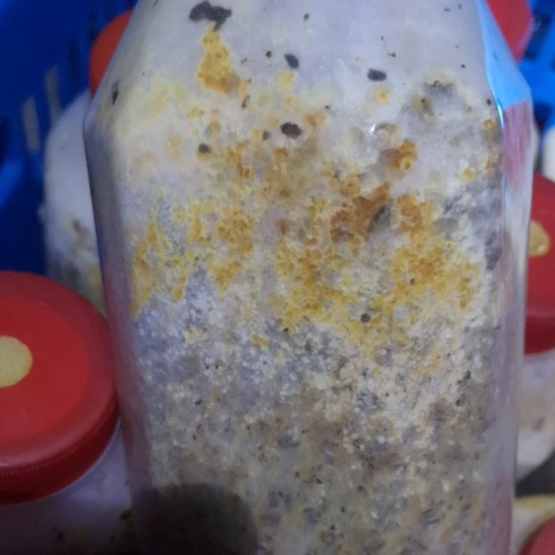羊肚菌二级原种，小麦主料，高温灭菌，无菌操作，适温培养，