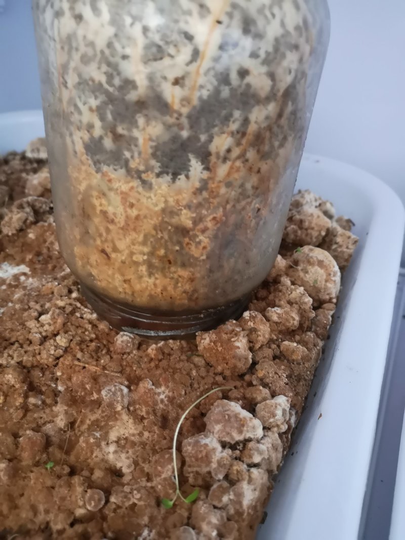 羊肚菌二级原种，小麦主料，高温灭菌，无菌操作，适温培养，