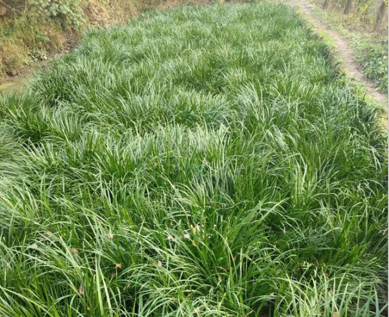 野生石菖蒲种苗，易成活