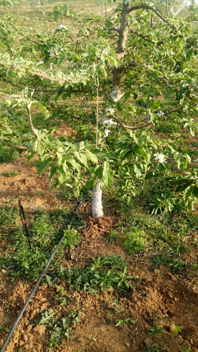 【地插微喷】地插旋转喷头，地插雾化微喷，果树大棚用微喷