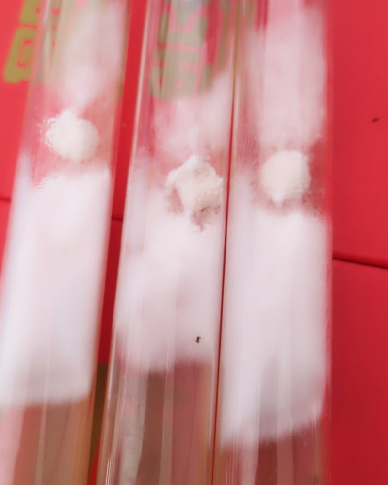 平菇优良品种，一级试管种，原种灰黑色，广温型，抗病高产，
