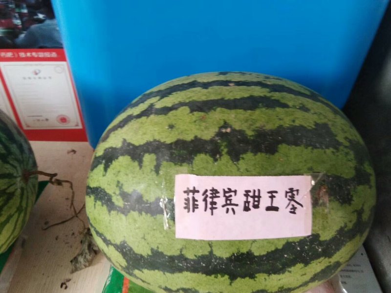 甜王0号西瓜种子早熟，0号甜王，皮薄不裂果，包邮