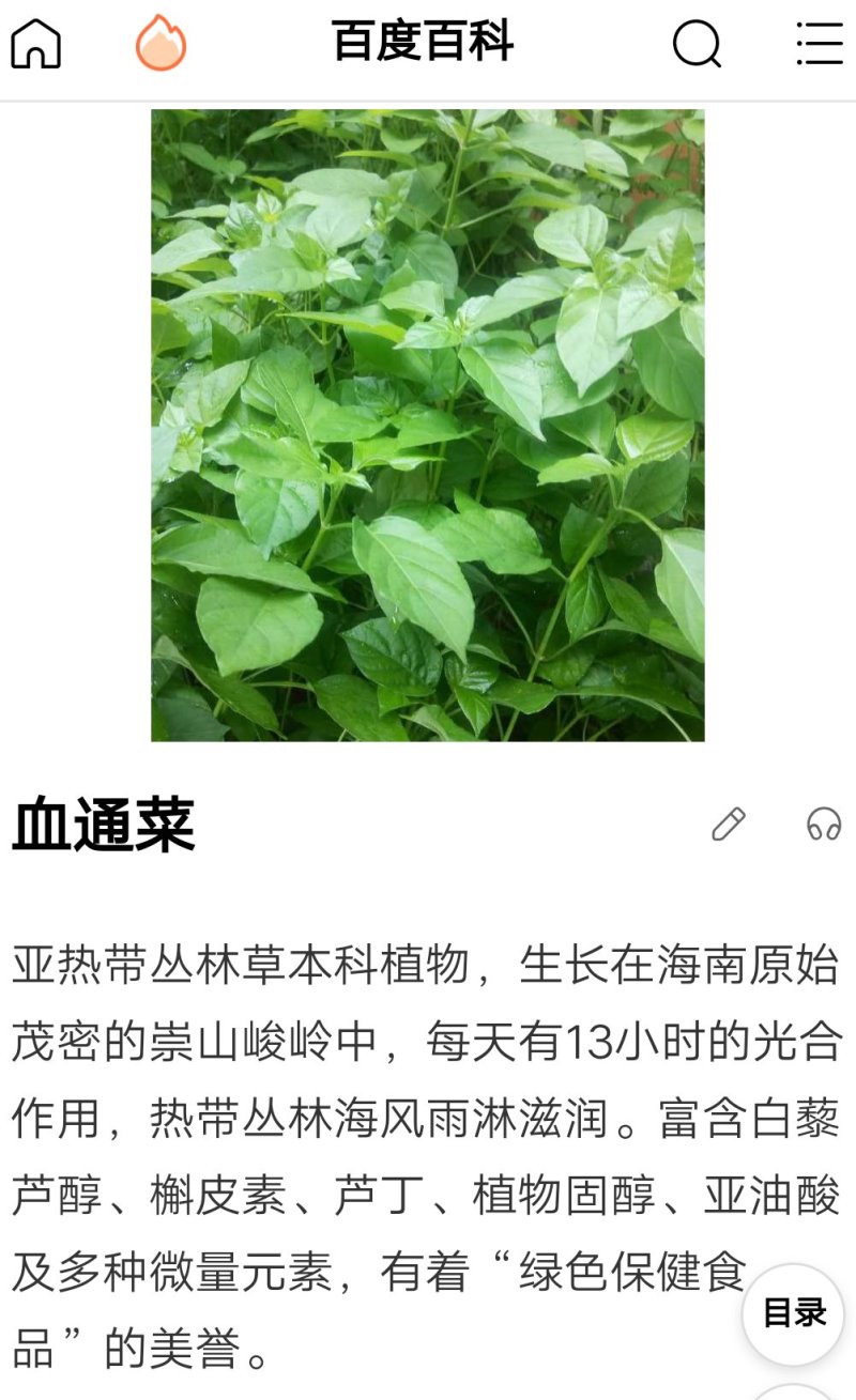 血通菜，血管清道夫，前景广阔