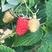 树莓夏季品种鲜果苗