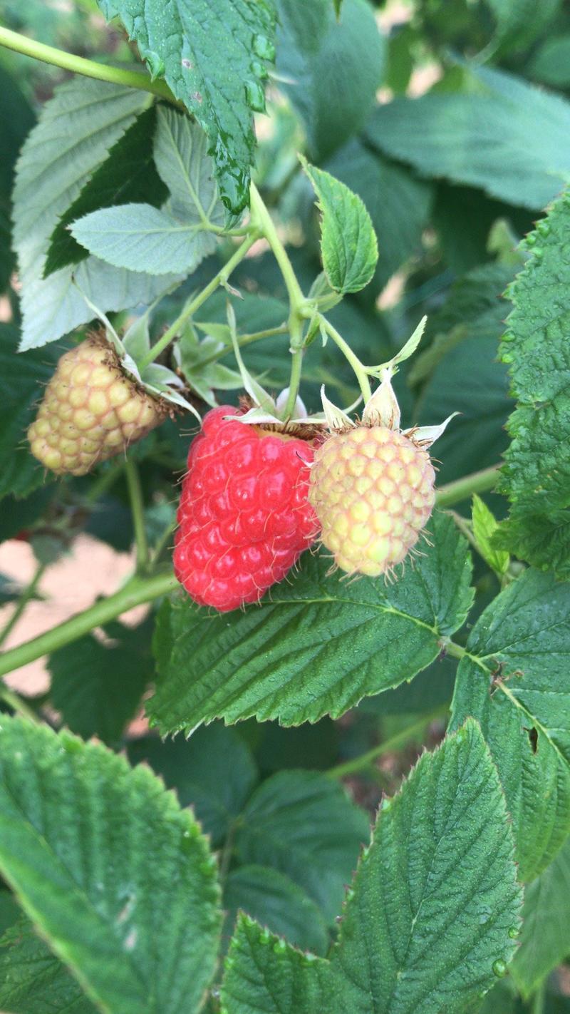 树莓夏季品种鲜果苗