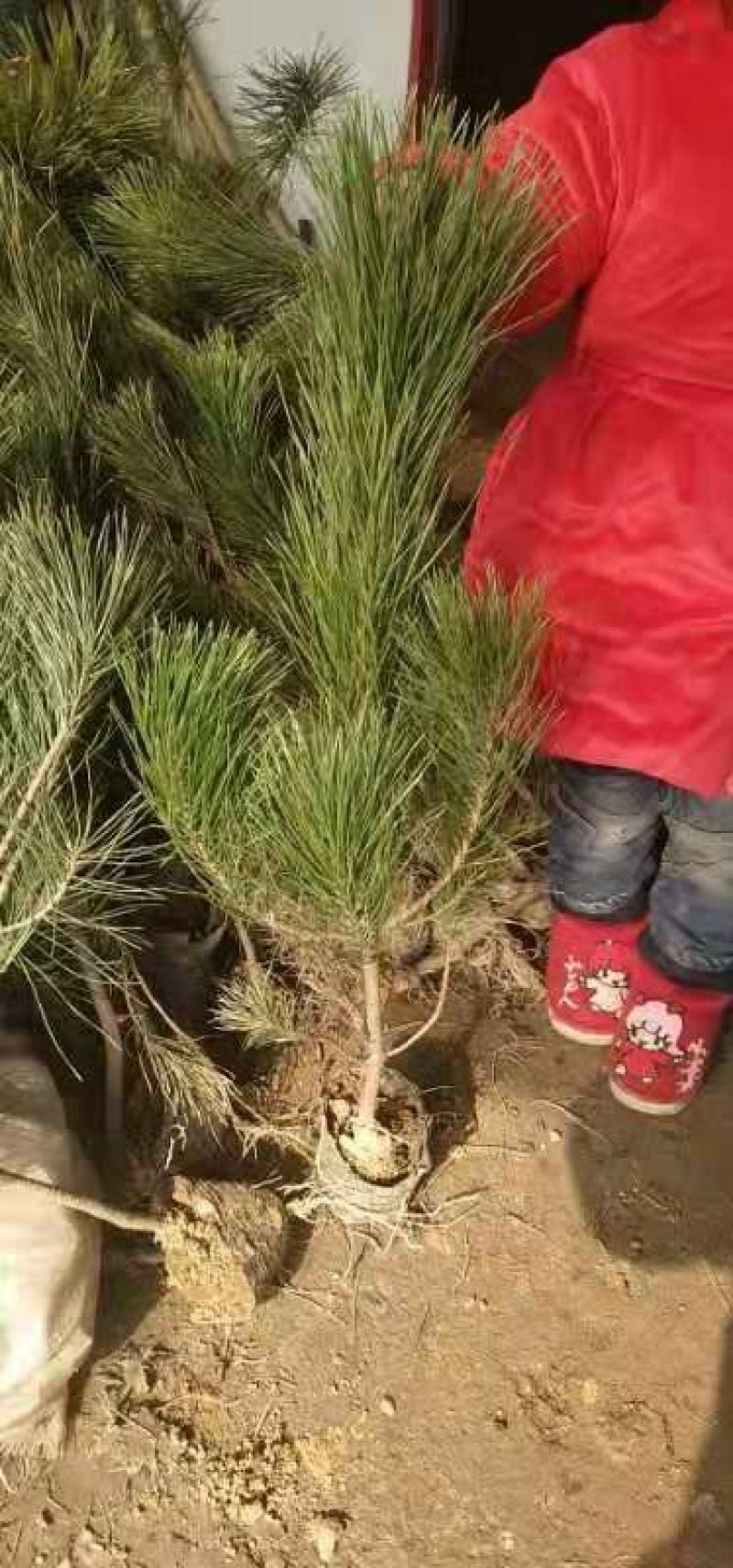 黑松小苗庭院黑松苗黑松树苗四季常青盆景植物松绿化小苗