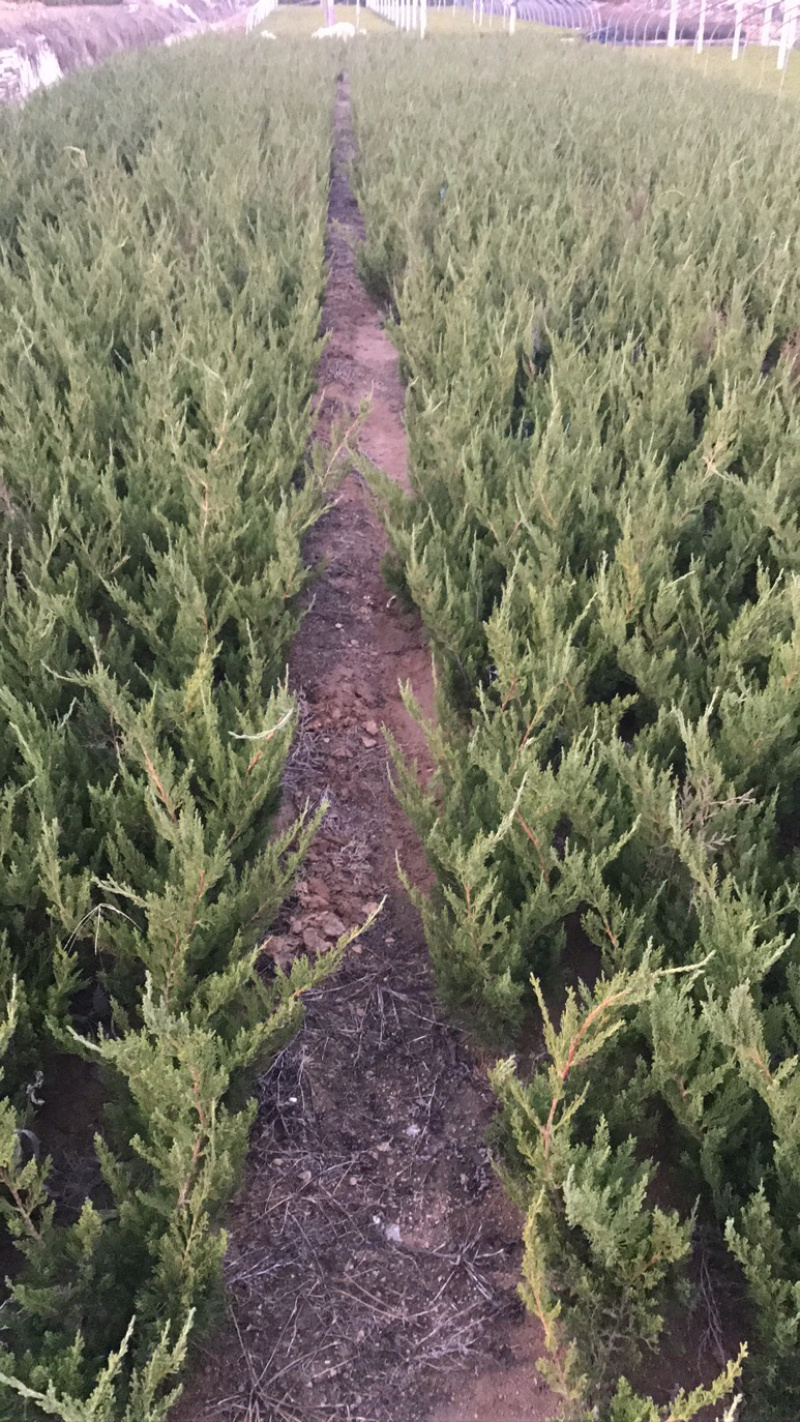 大量出售日照小龙柏工程苗高度30cm40cm50cm