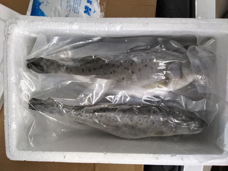 海鲈鱼鲈鱼海钓鲈鱼大鲈鱼海捕大鲈鱼