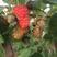 树莓鲜果品种组培苗，自有基地直发