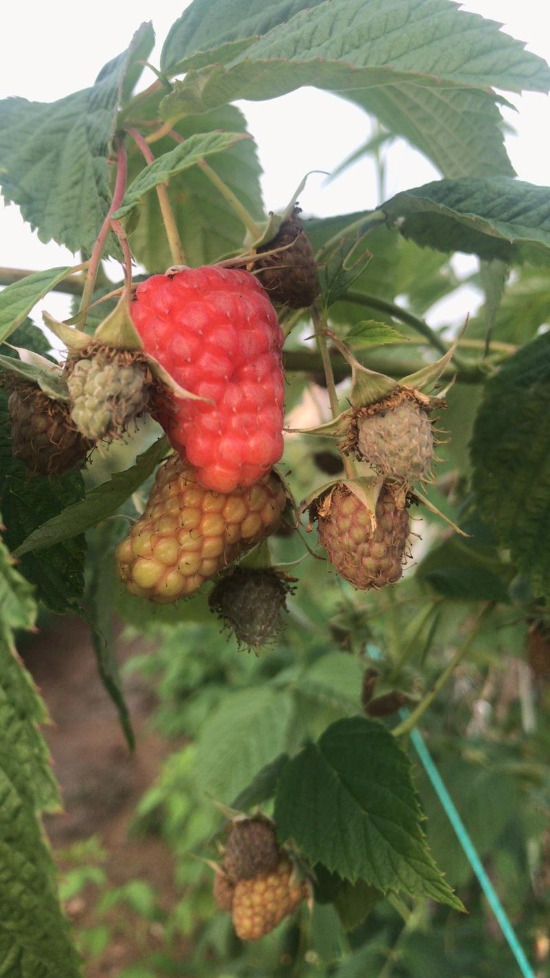 树莓鲜果品种组培苗，自有基地直发