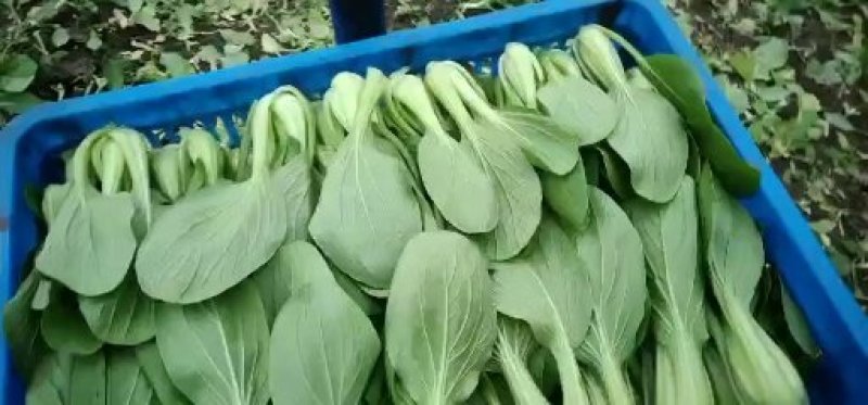 精品青菜