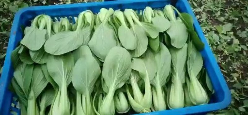 精品青菜