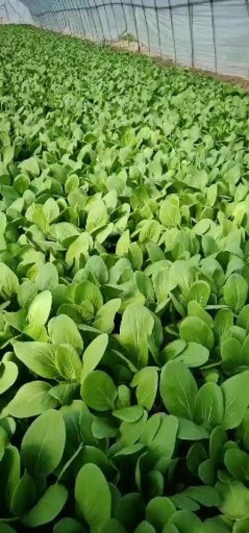 精品青菜
