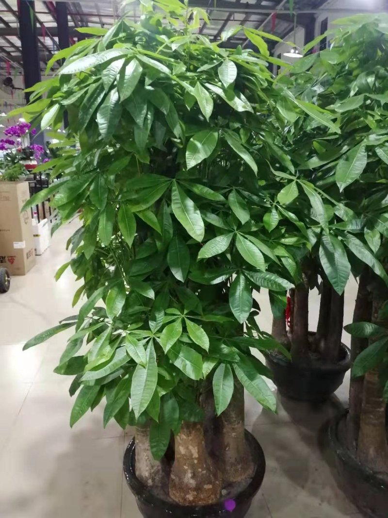 发财树