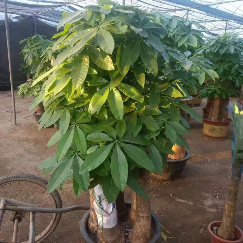 发财树