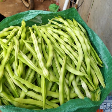 九粒白芸豆