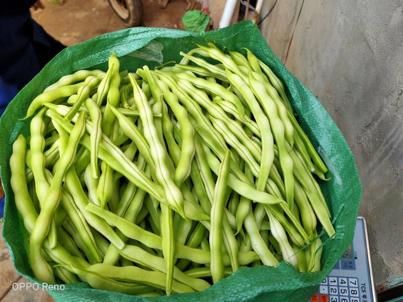 九粒白芸豆