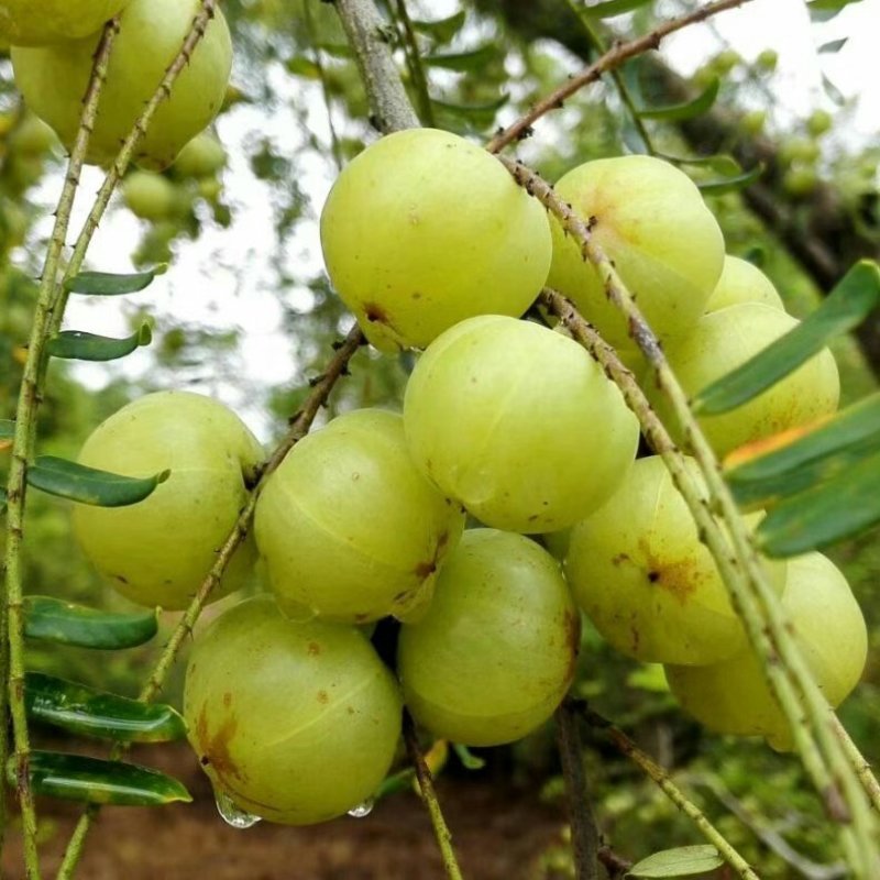 大量供应大玉余甘果