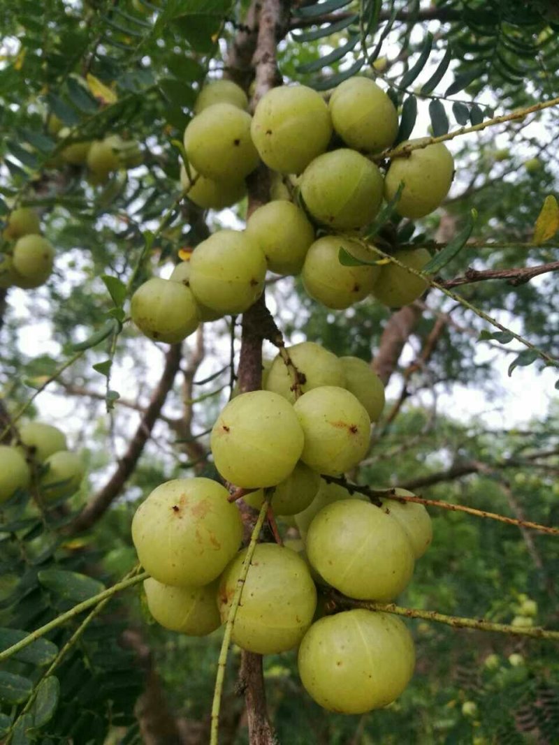 大量供应大玉余甘果