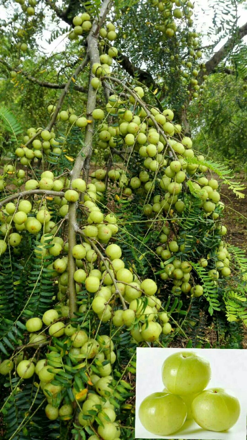 大量供应大玉余甘果