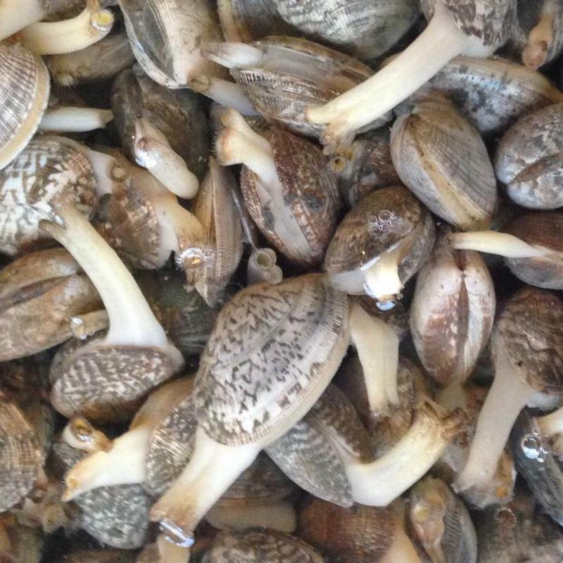 鲜活花甲花蛤无沙大个花甲连云港特产鲜活冷链发货