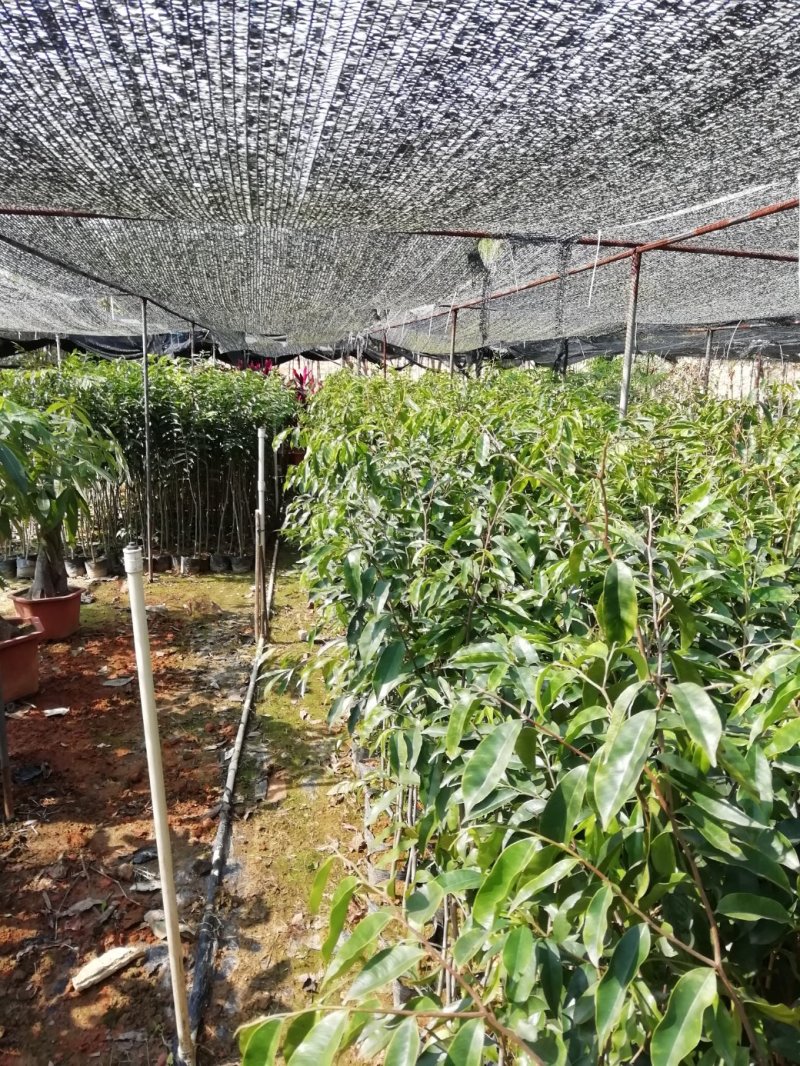 优良品种奇楠沉香嫁接苗，奇楠苗，金沙叶，棋楠嫁接苗