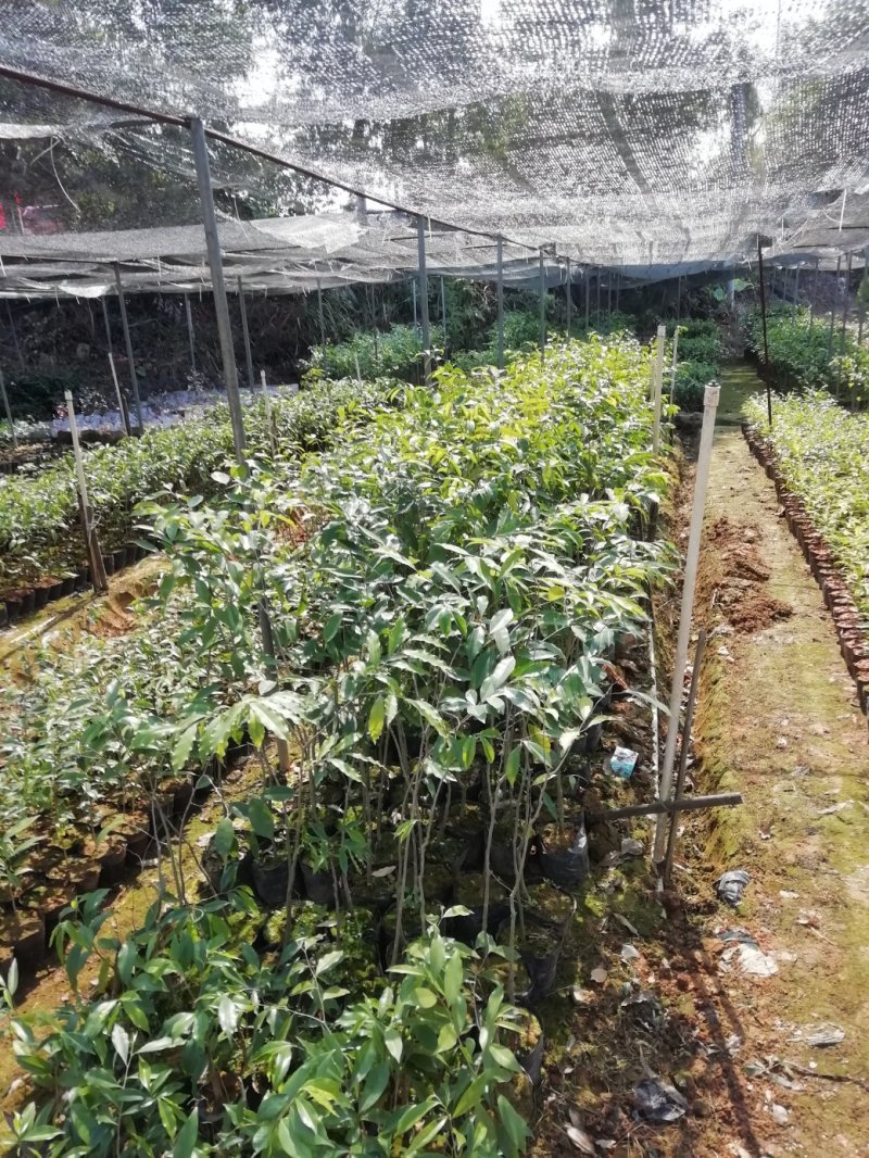 优良品种奇楠沉香嫁接苗，奇楠苗，金沙叶，棋楠嫁接苗