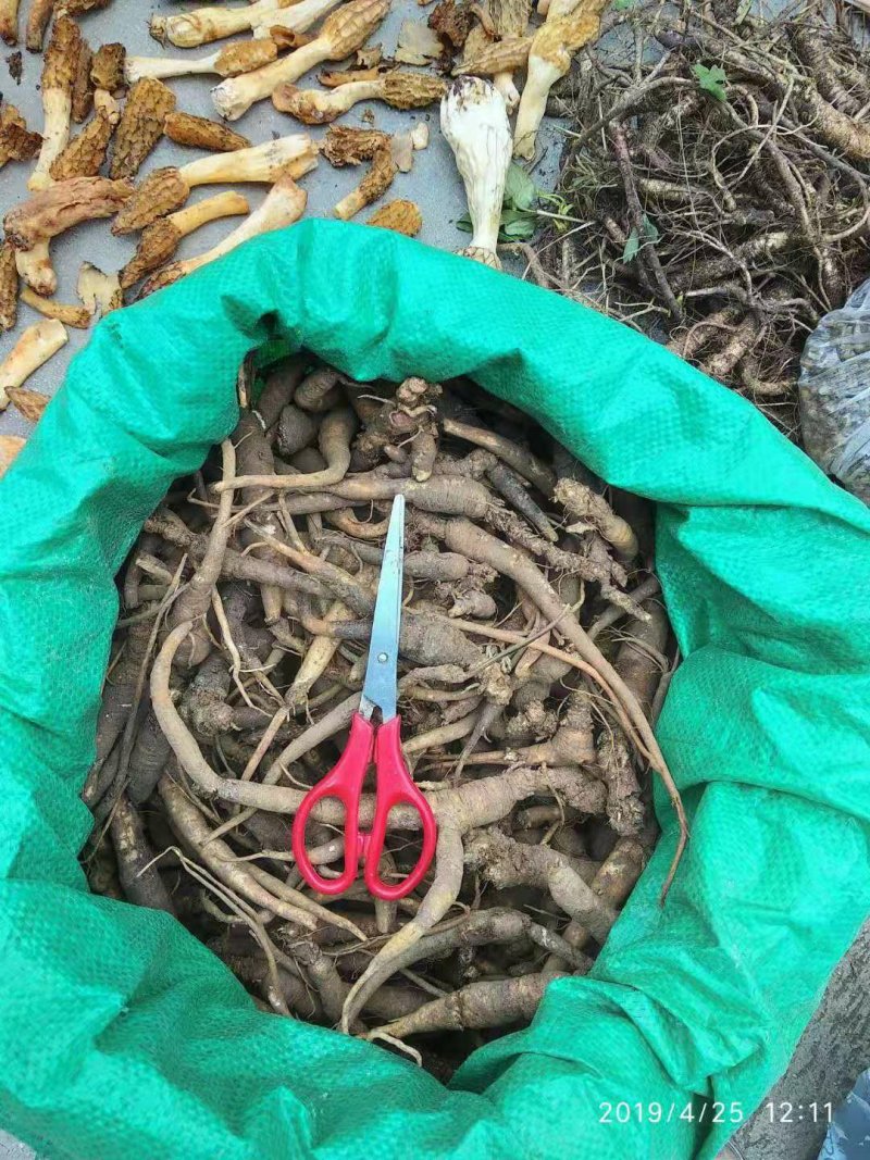 贵州铜仁野生无硫生鲜南沙参干品泡酒煲汤滋补价廉物美