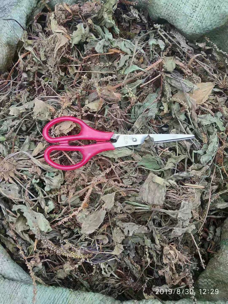 贵州全草类野生无硫中药材车前草干货水洗晒干车前草干品