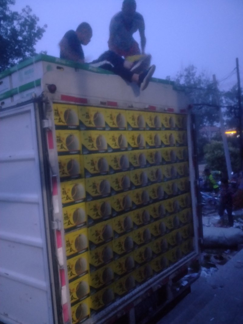 网纹瓜大型基地山东海阳品质保证
