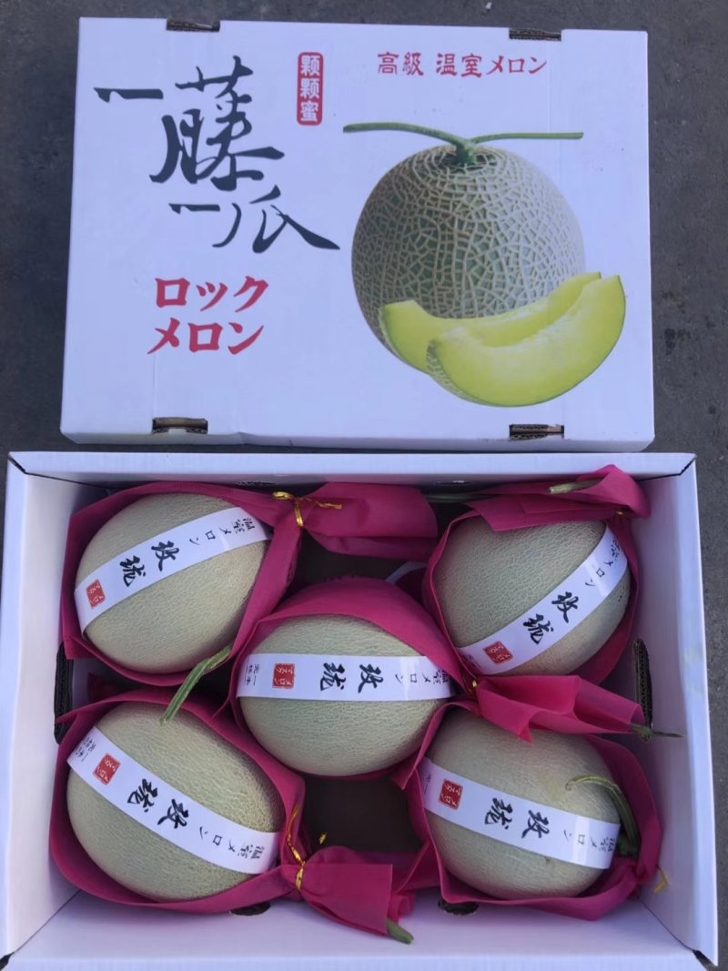 网纹瓜大型基地山东海阳品质保证