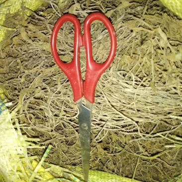 贵州野生药材无硫晒干垂盆草干品药用水洗豆瓣菜干货产地直发